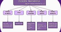 Presocráticos (cuadro sinóptico)